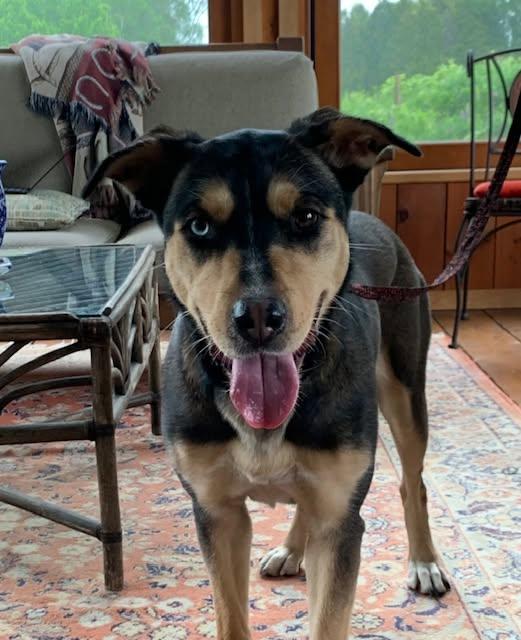 Maple, a ADOPTABLE mixed breed in Stanstead, QC image 2/5