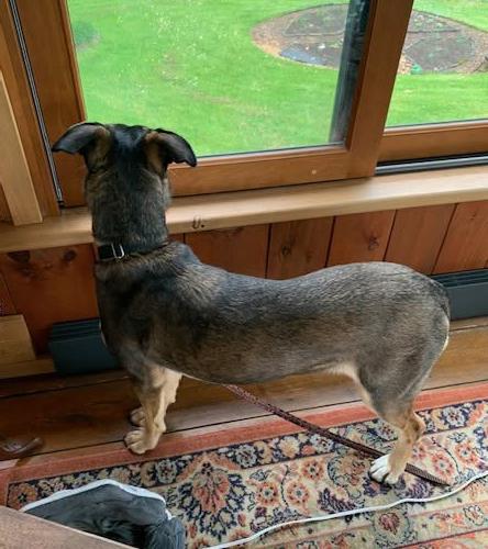 Maple, a ADOPTABLE mixed breed in Stanstead, QC image 4/5