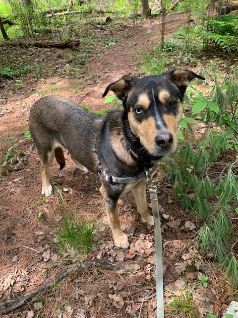 Maple, ADOPTABLE, Adult Female Husky.