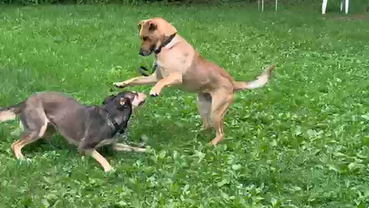 Enlarge Maple, a ADOPTABLE mixed breed in Stanstead, QC video 5/5