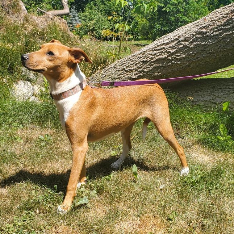 Mikki, an adopted mixed breed in North York, ON image 4/5