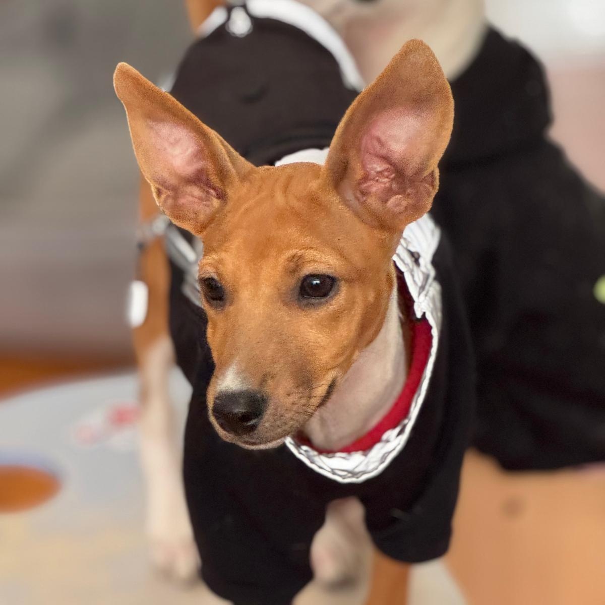 Mikki, an adopted mixed breed in North York, ON image 1/5