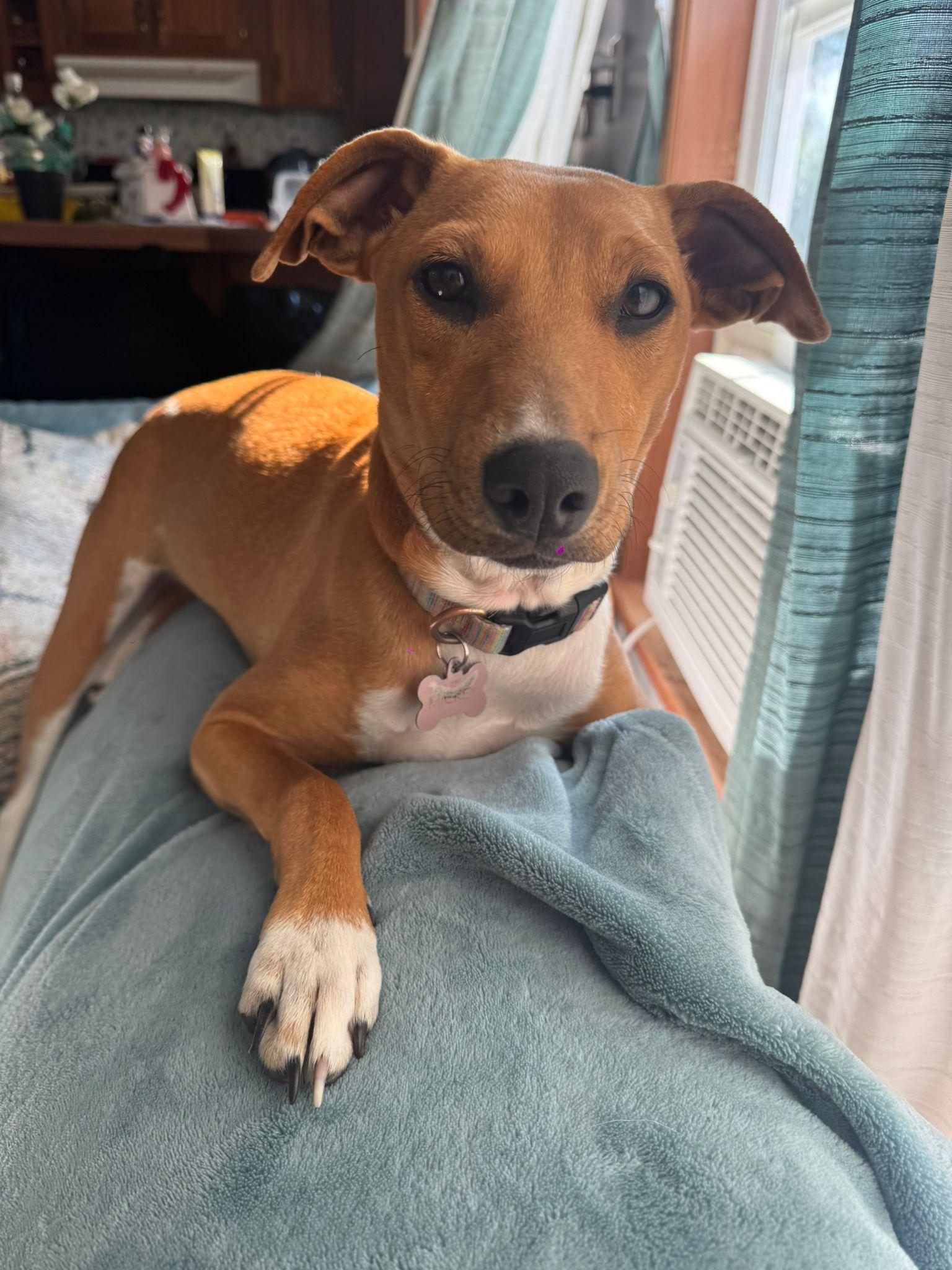 Mikki, an adopted mixed breed in North York, ON image 3/5