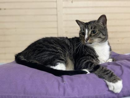 Rascal, Adoptable, Senior Male Domestic Short Hair & Domestic Short Hair.