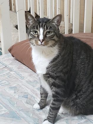 Enlarge Rascal, a Adoptable Domestic Short Hair in River Ridge, LA image 1/3