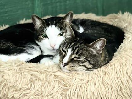 Enlarge Rascal, a Adoptable Domestic Short Hair in River Ridge, LA image 1/4