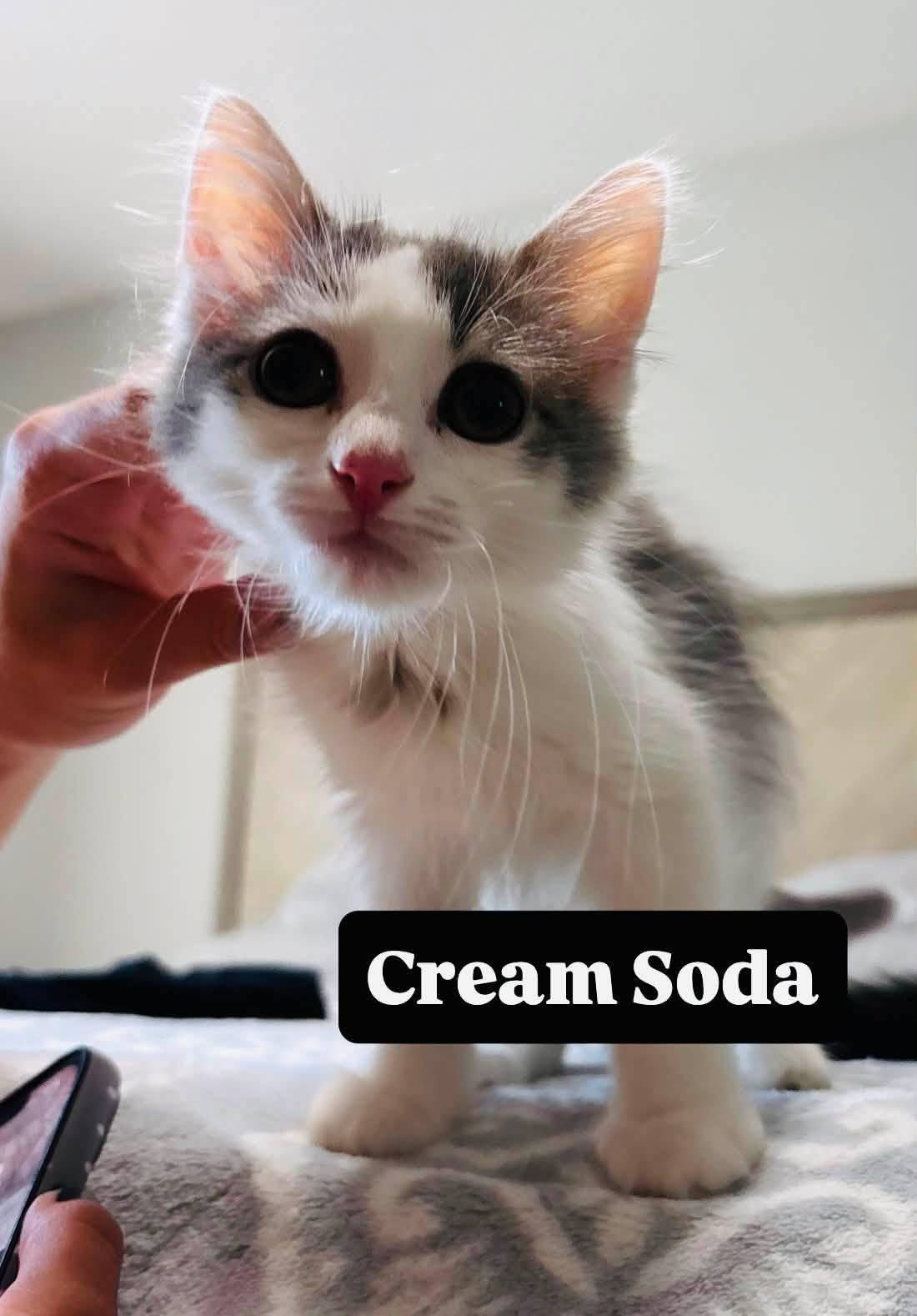 Cream Soda, Adopted, Kitten Male Domestic Long Hair.
