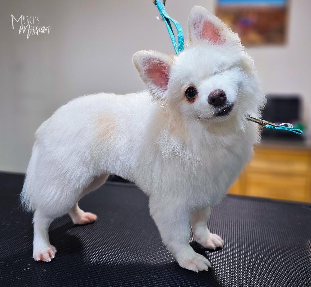 Biscotti, Adoptable, Adult Female Pomeranian.