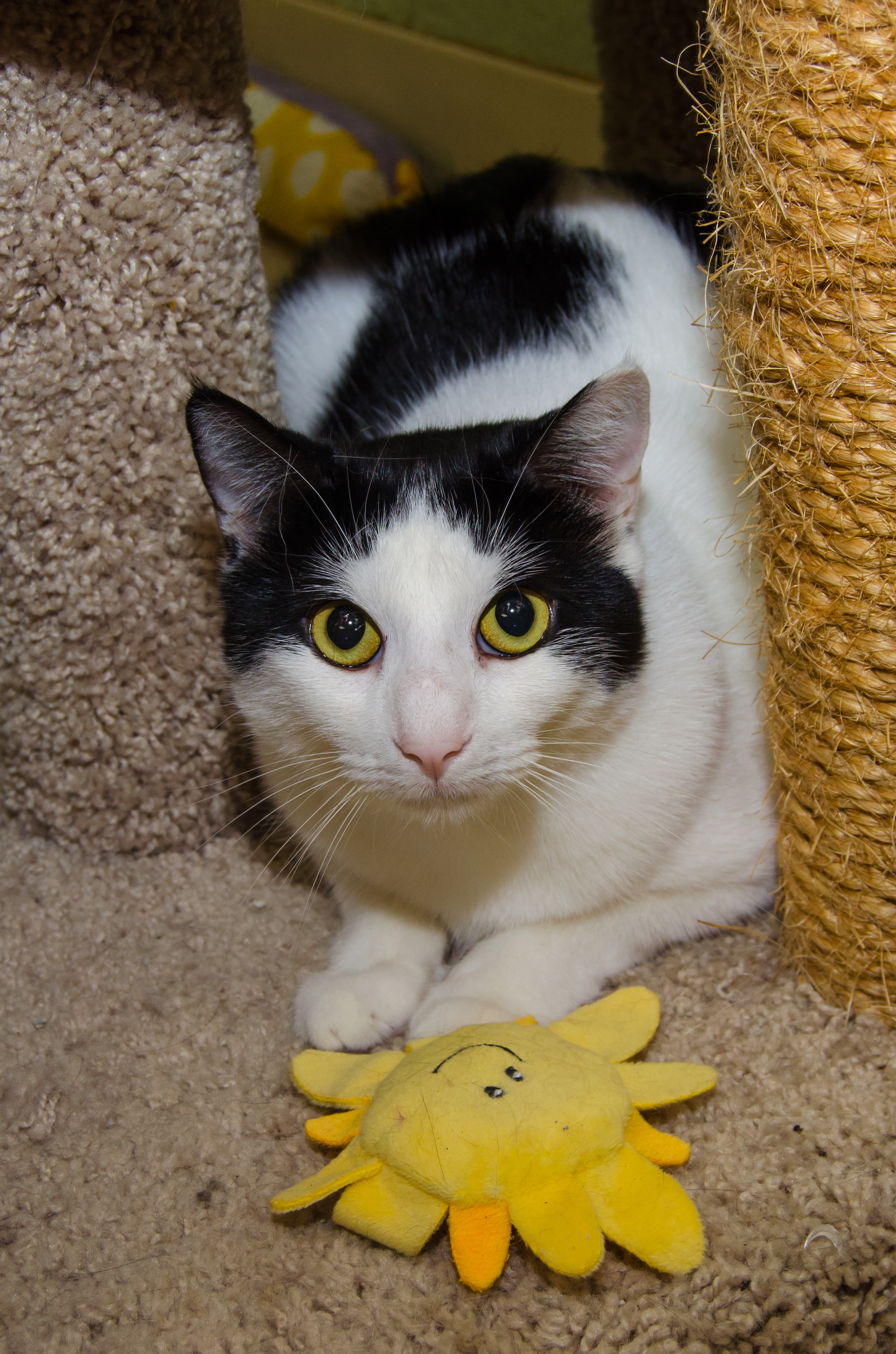 Enlarge Dylan, a Adoptable Domestic Short Hair in Myrtle Beach, SC image 1/2