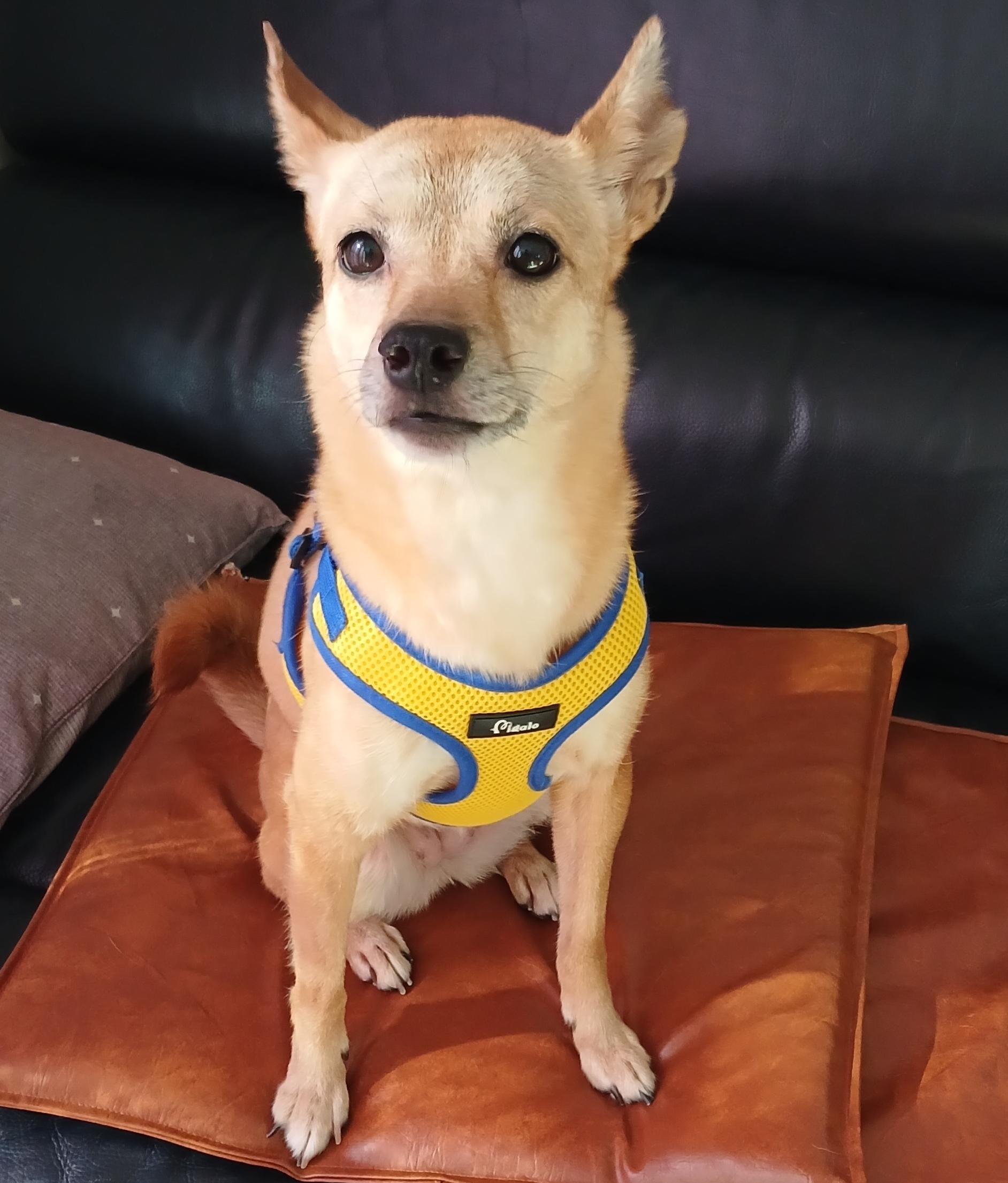 Enlarge HALO, an adopted mixed breed in Centreville, VA image 2/6