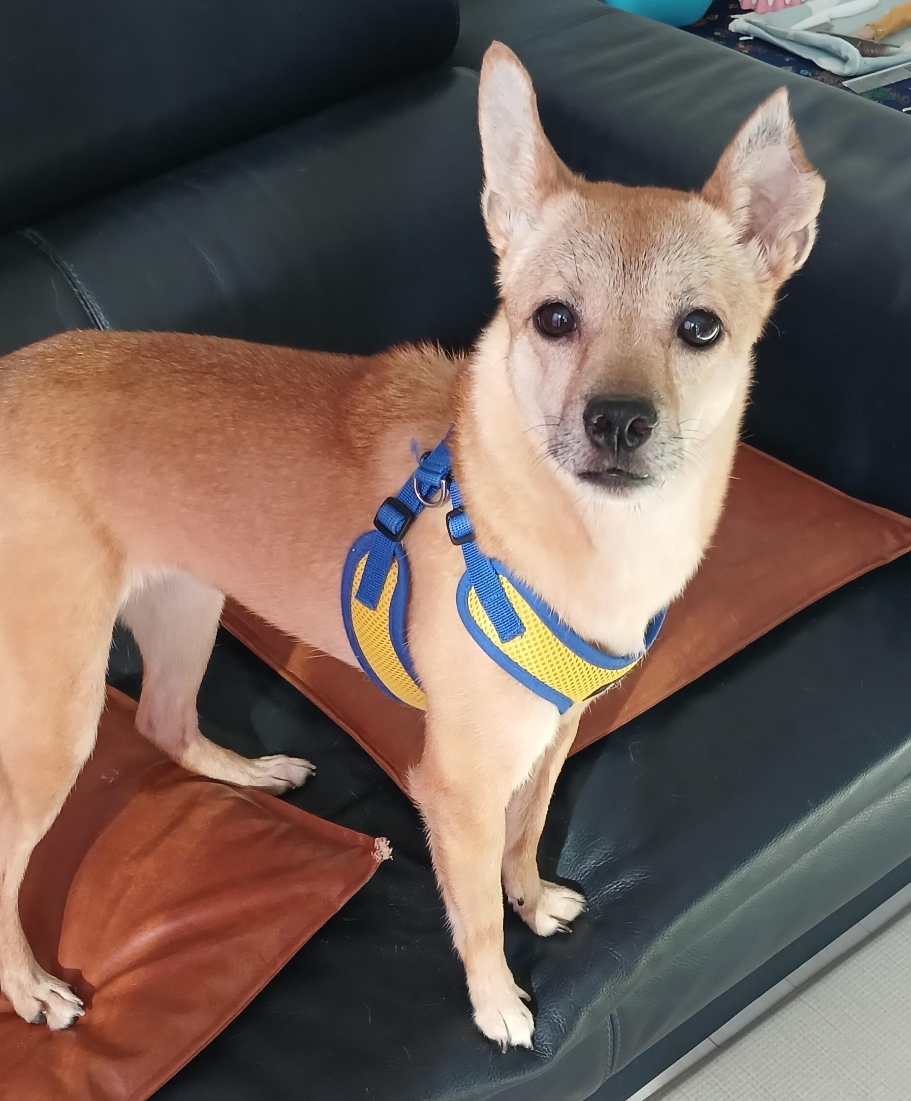 Enlarge HALO, an adopted mixed breed in Centreville, VA image 3/6