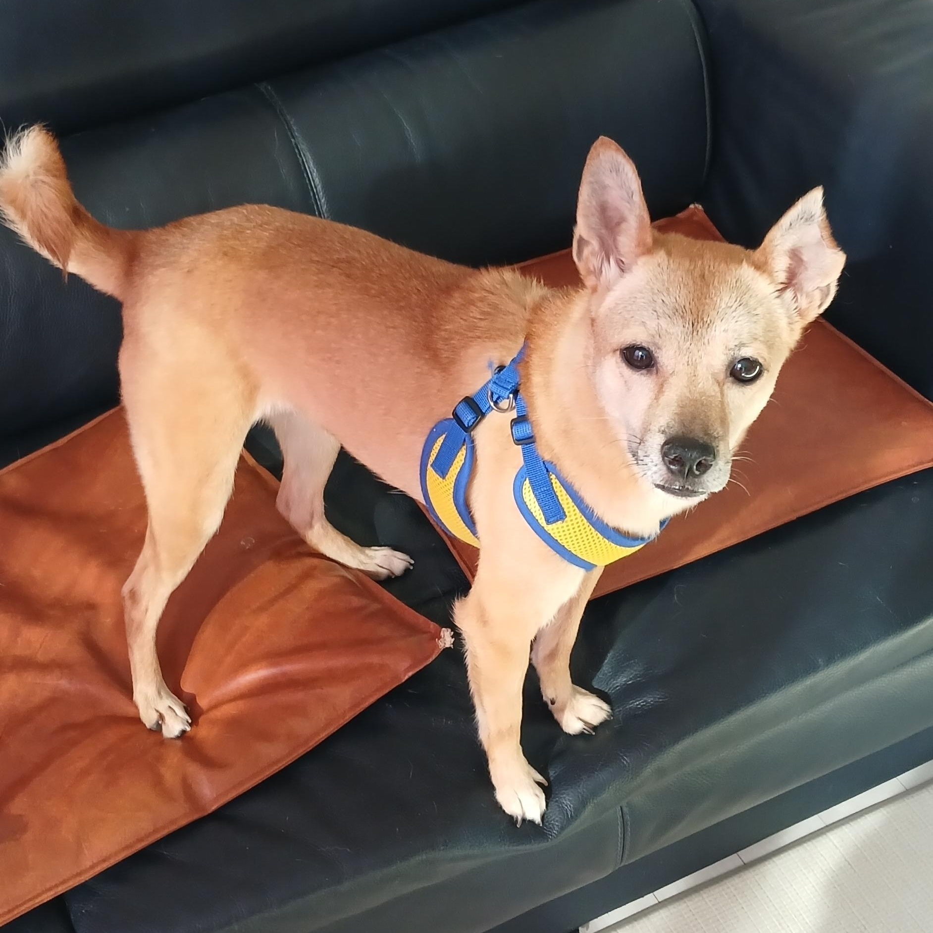 Enlarge HALO, an adopted mixed breed in Centreville, VA image 4/6