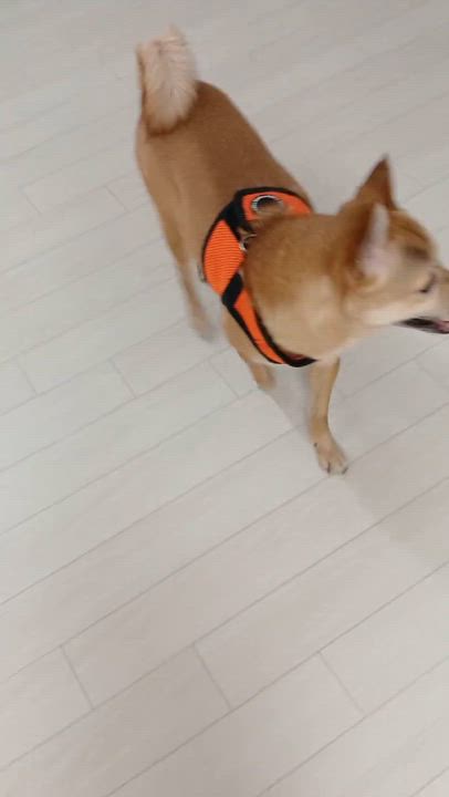 Enlarge HALO, an adopted mixed breed in Centreville, VA video 6/6