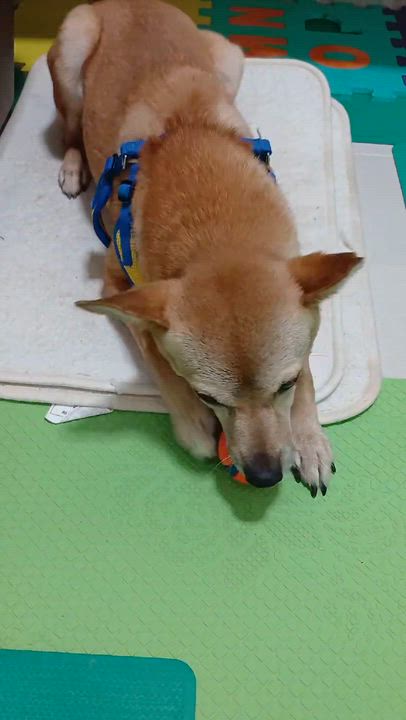 Enlarge HALO, an adopted mixed breed in Centreville, VA video 5/6