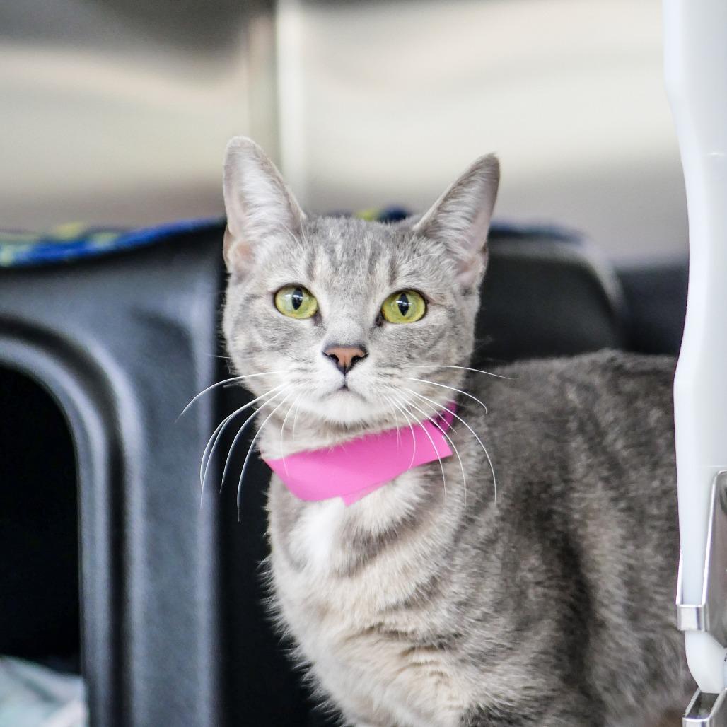 Enlarge Georgina, a Adoptable Domestic Short Hair in Albuquerque, NM image 1/3