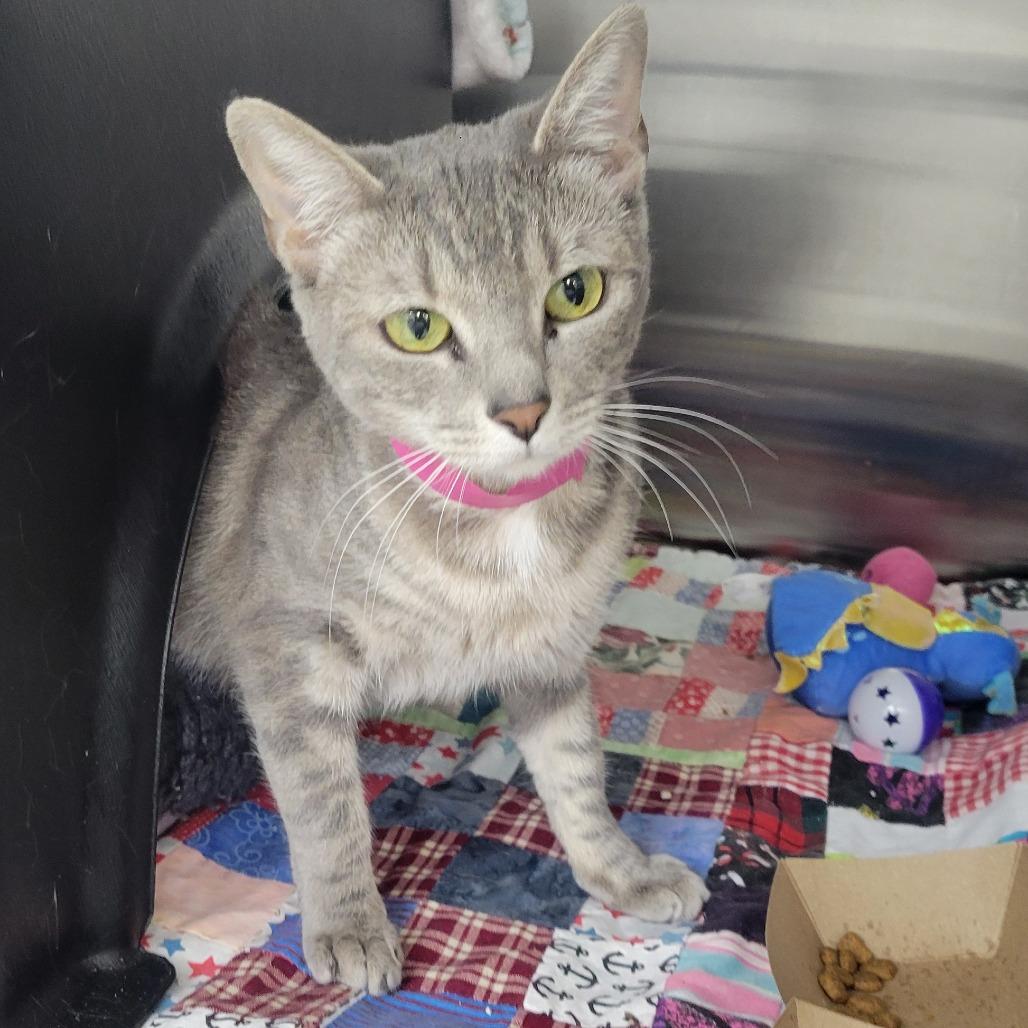 Enlarge Georgina, a Adoptable Domestic Short Hair in Albuquerque, NM image 2/3