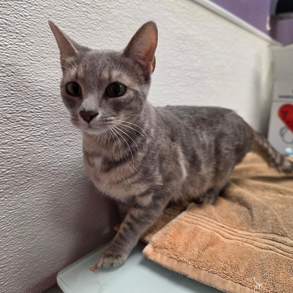 Enlarge Georgina, a Adoptable Domestic Short Hair in Albuquerque, NM image 3/3