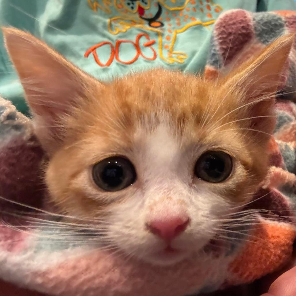 Enlarge Charm, a Adoptable Domestic Short Hair in Shakopee, MN image 2/5