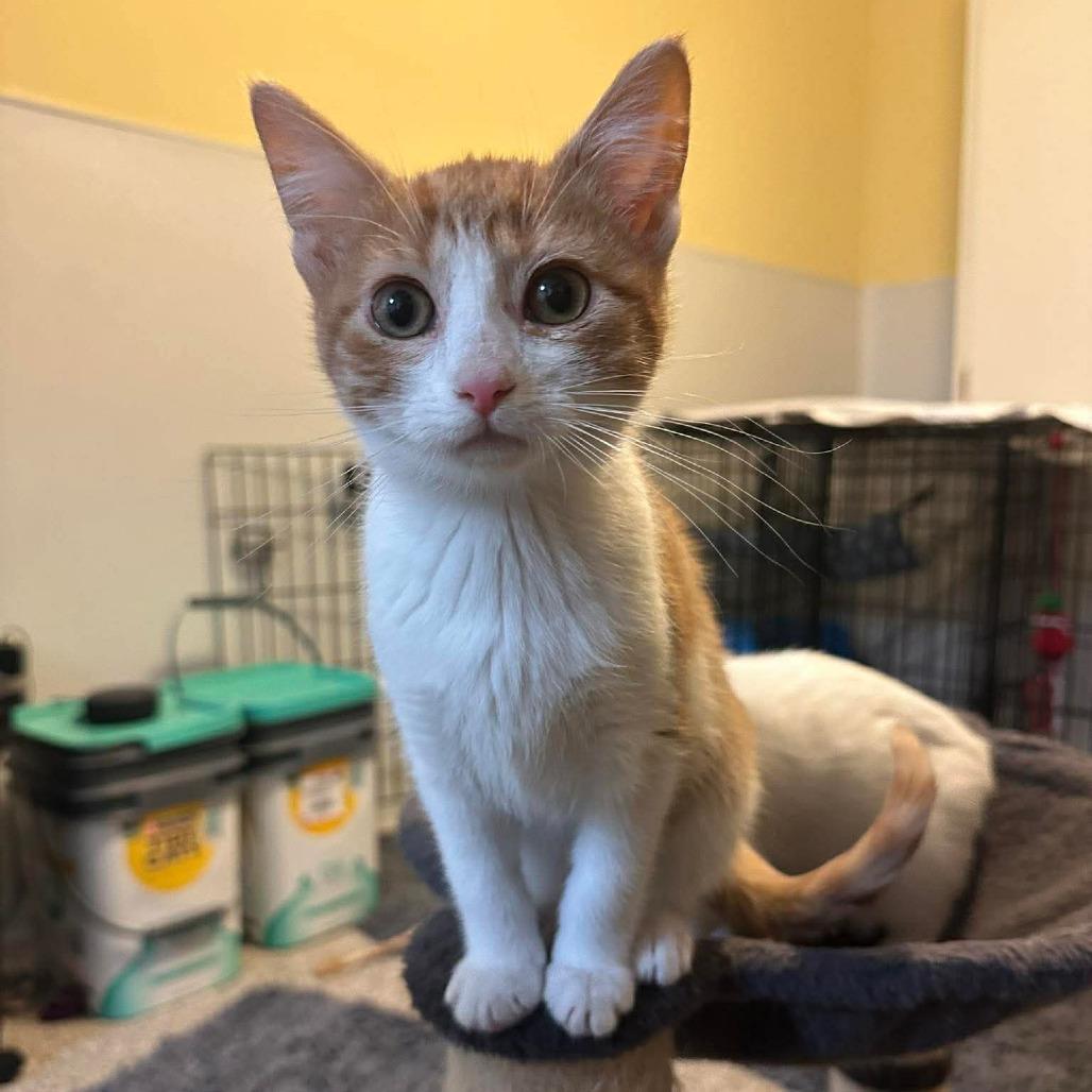 Enlarge Charm, a Adoptable Domestic Short Hair in Shakopee, MN image 3/5