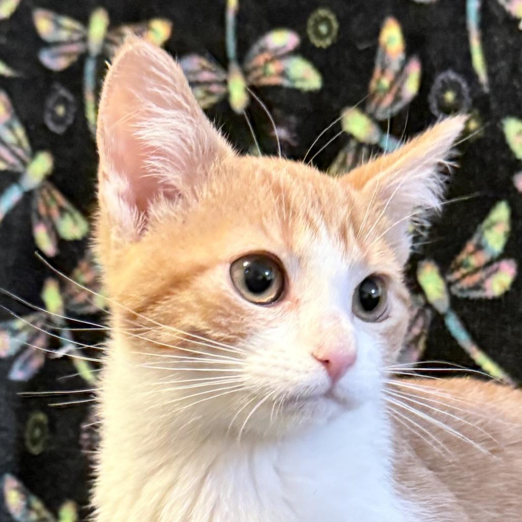 Enlarge Charm, a Adoptable Domestic Short Hair in Shakopee, MN image 1/5