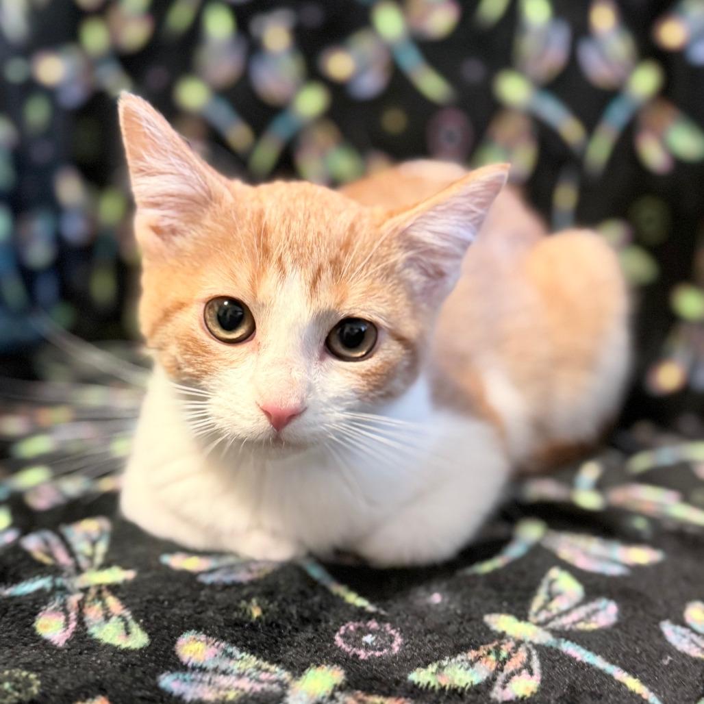 Enlarge Charm, a Adoptable Domestic Short Hair in Shakopee, MN image 4/5