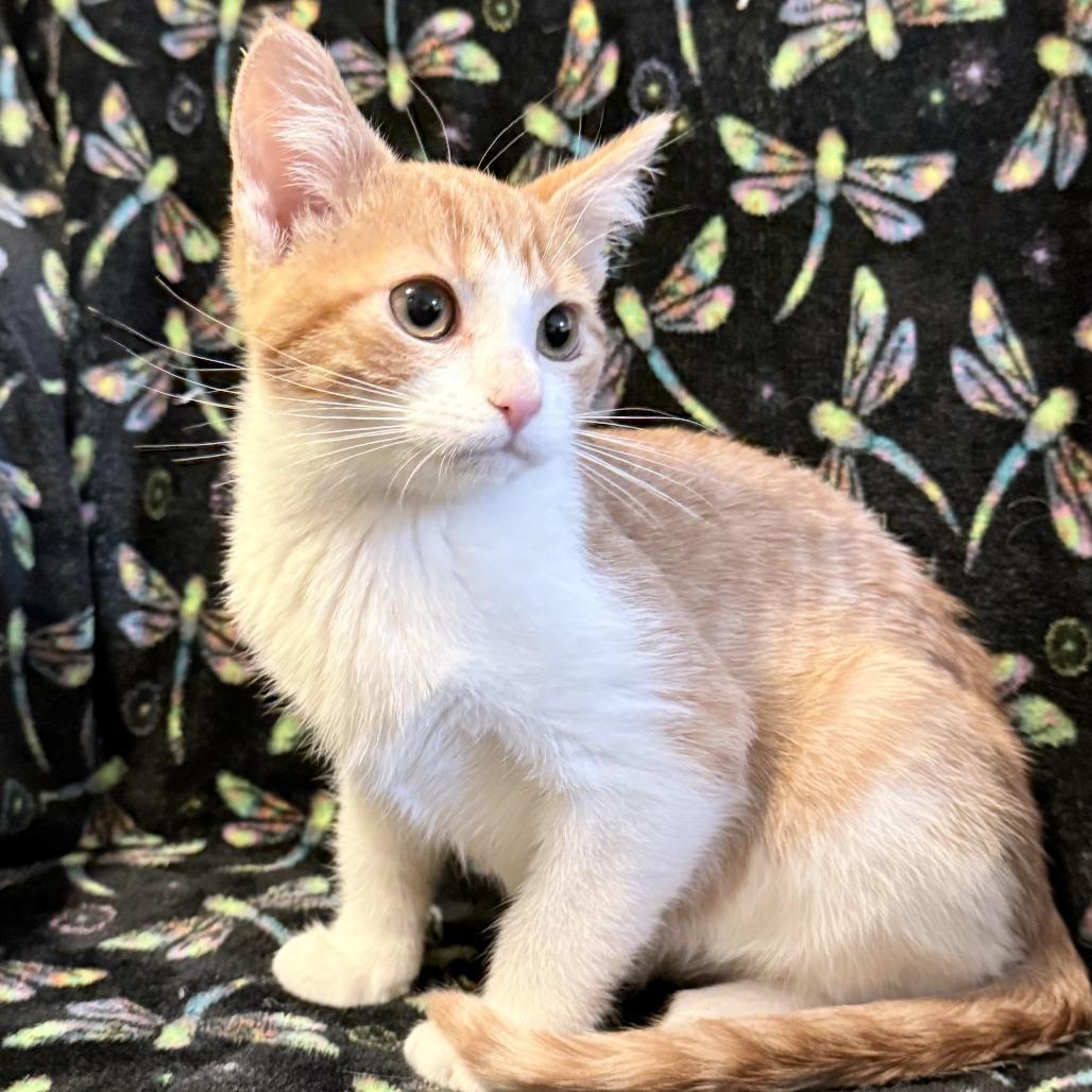 Enlarge Charm, a Adoptable Domestic Short Hair in Shakopee, MN image 5/5
