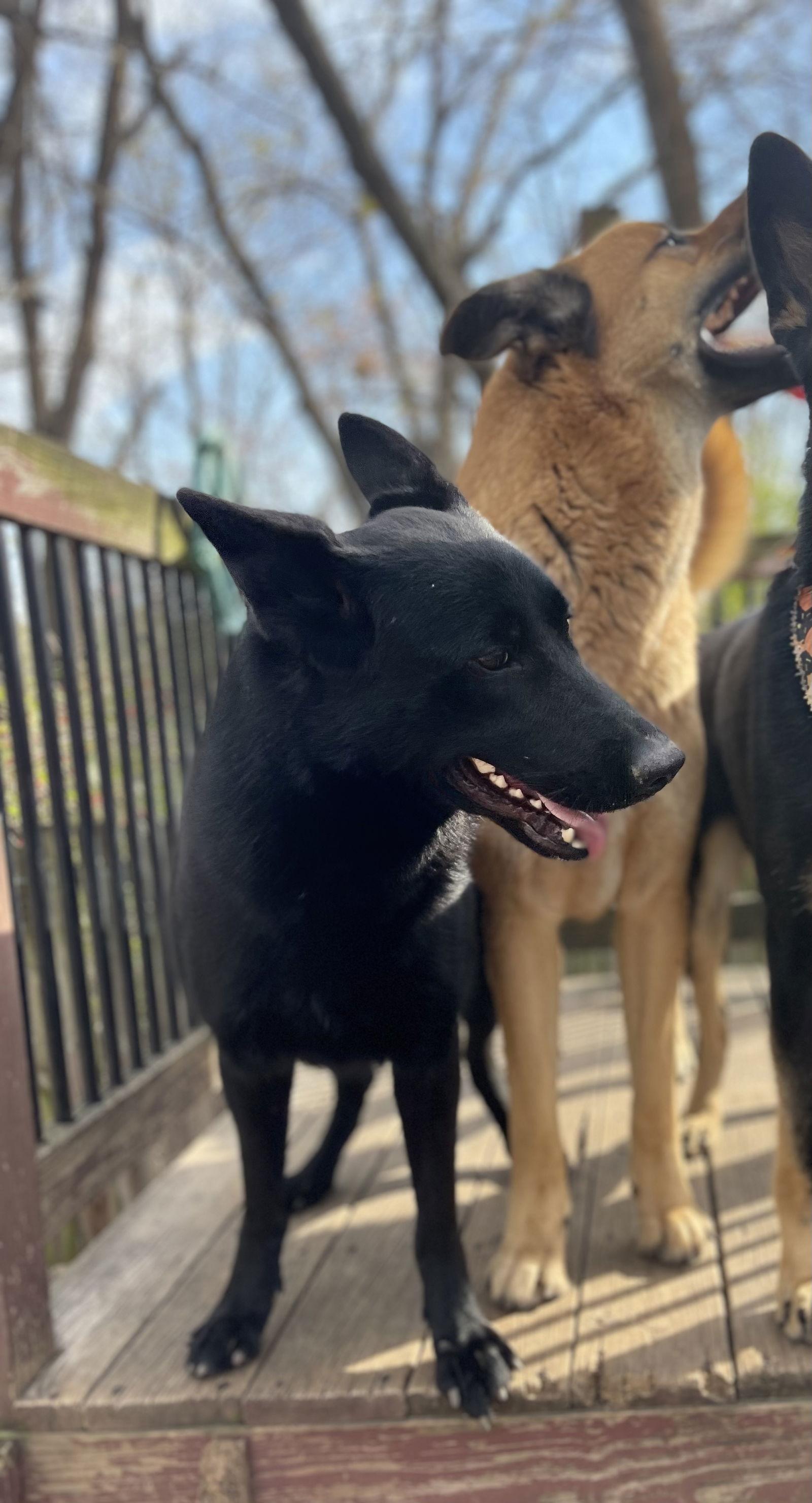 Grey, Adoptable, Adult Female German Shepherd Dog.