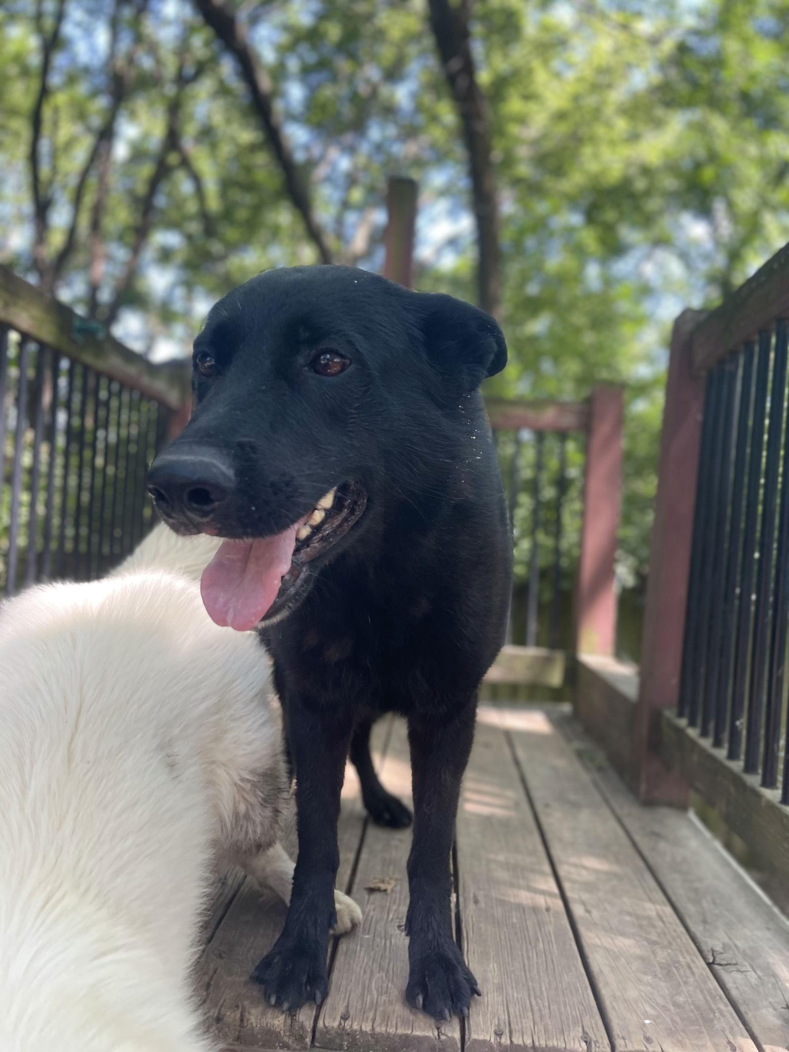 Grey, a Adoptable German Shepherd Dog in Leavenworth, KS image 2/3