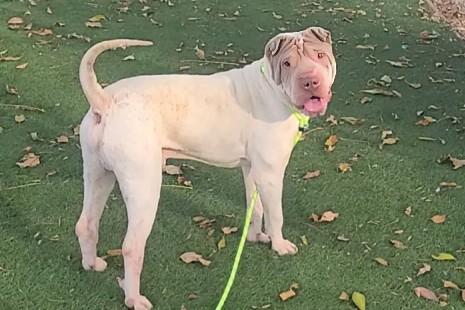 S'MORES, Adoptable, Young Male Shar-Pei.
