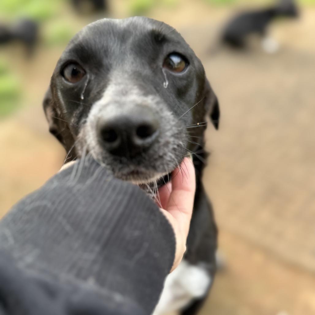 Enlarge Pepper, a Adoptable mixed breed in Sacramento, CA image 1/1