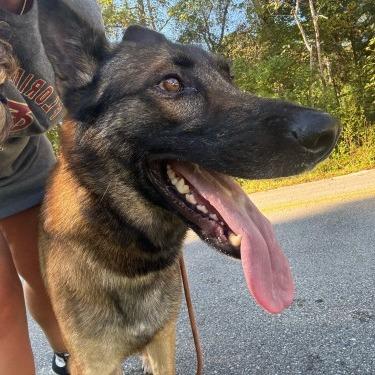 Enlarge RENEGADE, a Adoptable Shepherd in QUINCY, FL image 1/1