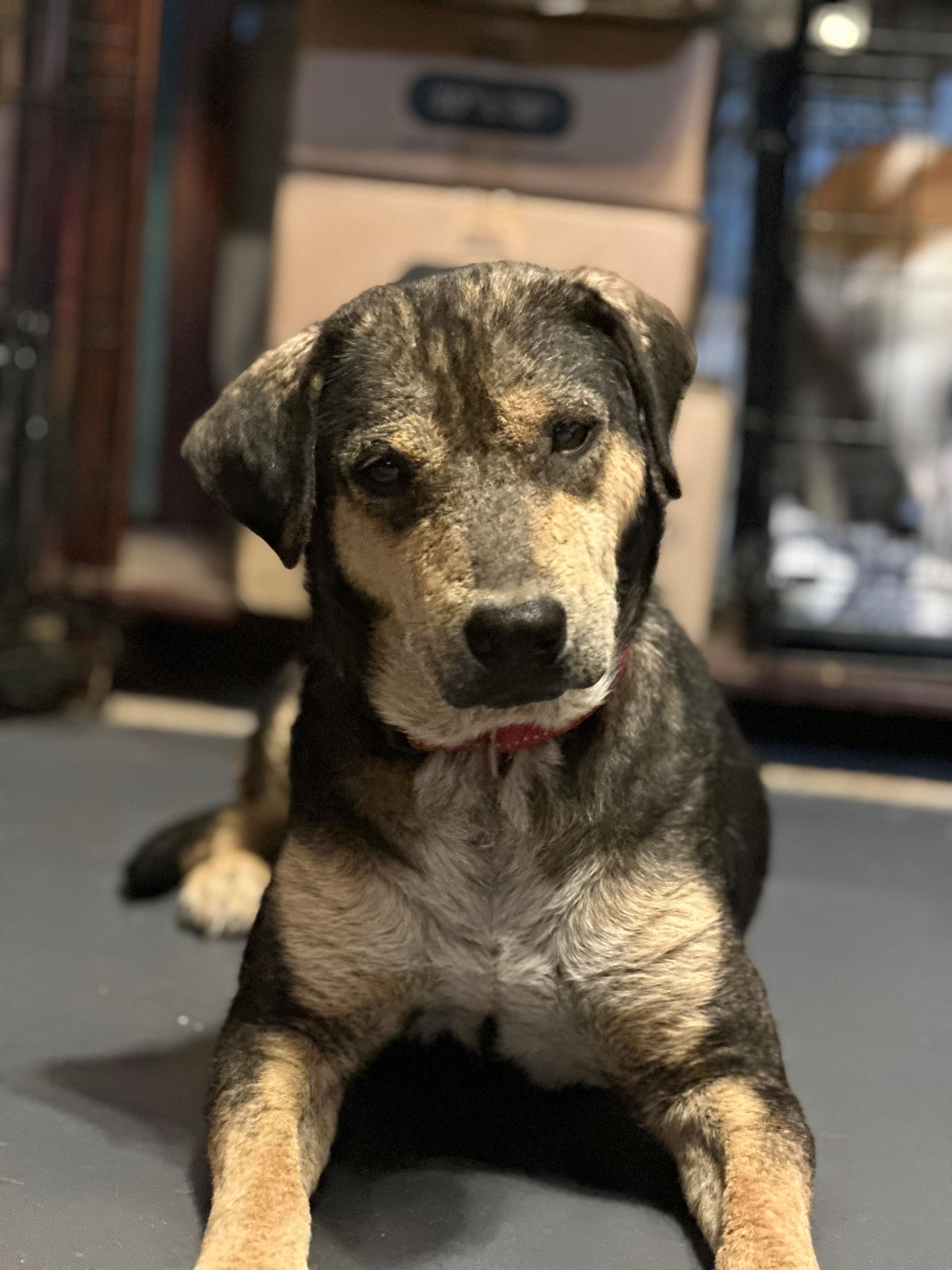 Enlarge Rikki, an adopted mixed breed in Thornton, TX image 2/2