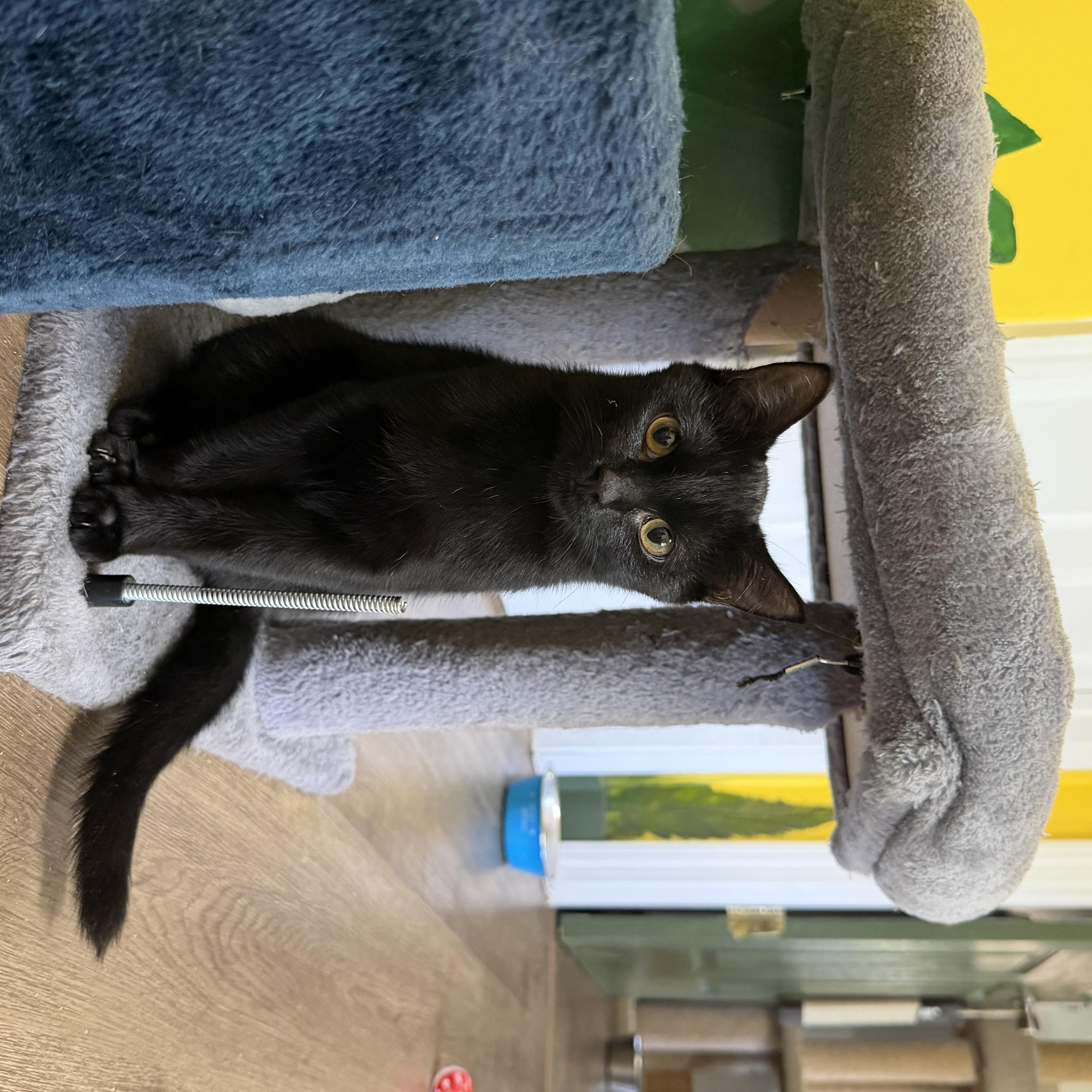 Enlarge Orion & Lyra, a Adoptable Domestic Short Hair in Orleans, VT image 2/2