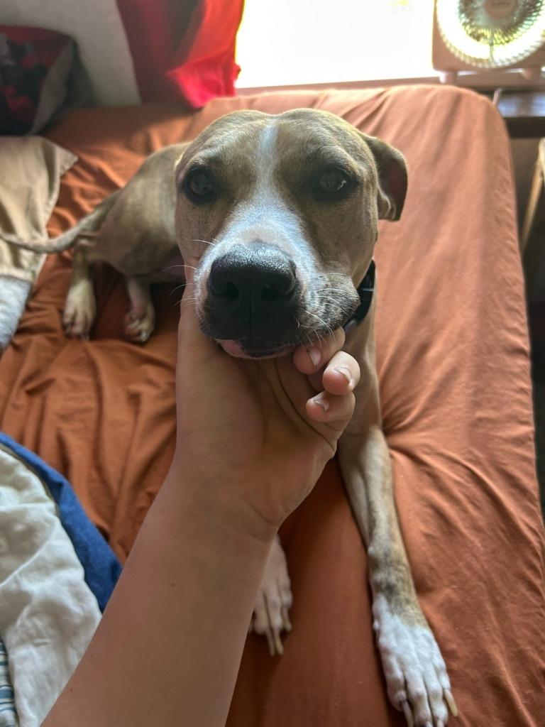 Ruby, a Adoptable mixed breed in Peru, NY image 1/3