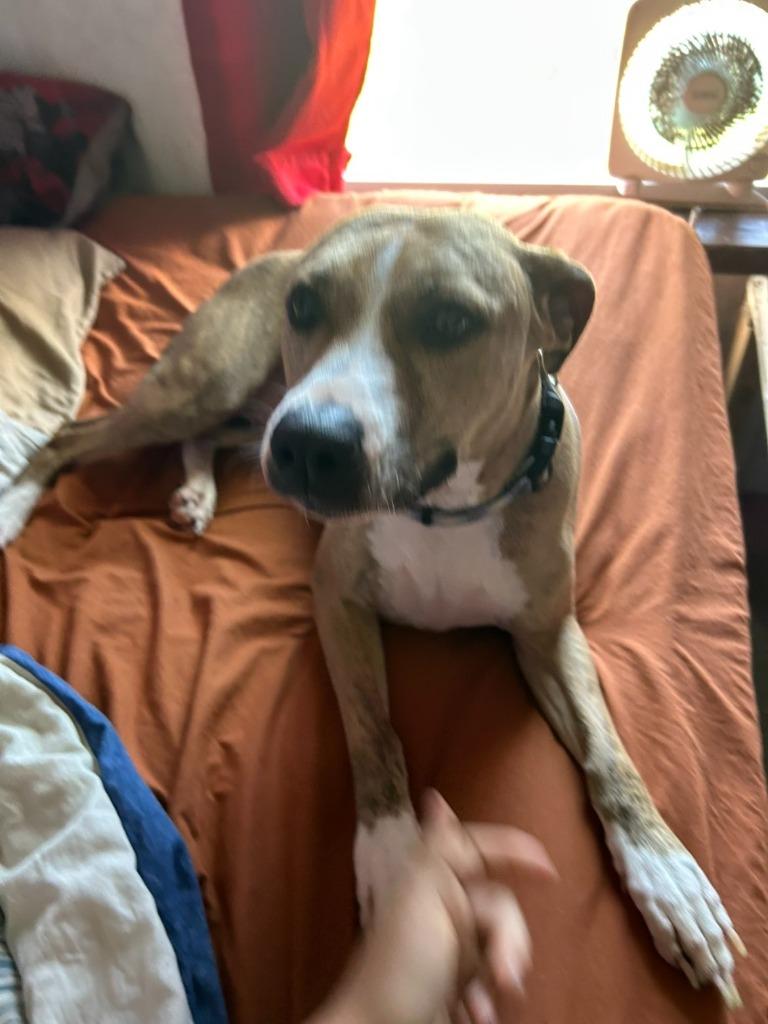 Ruby, a Adoptable mixed breed in Peru, NY image 2/3