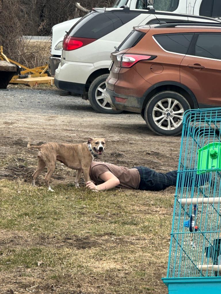Ruby, a Adoptable mixed breed in Peru, NY image 3/3