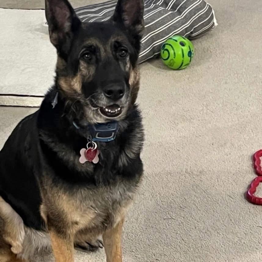 Enlarge Ella, a ADOPTABLE German Shepherd Dog in Las Vegas, NV image 3/3