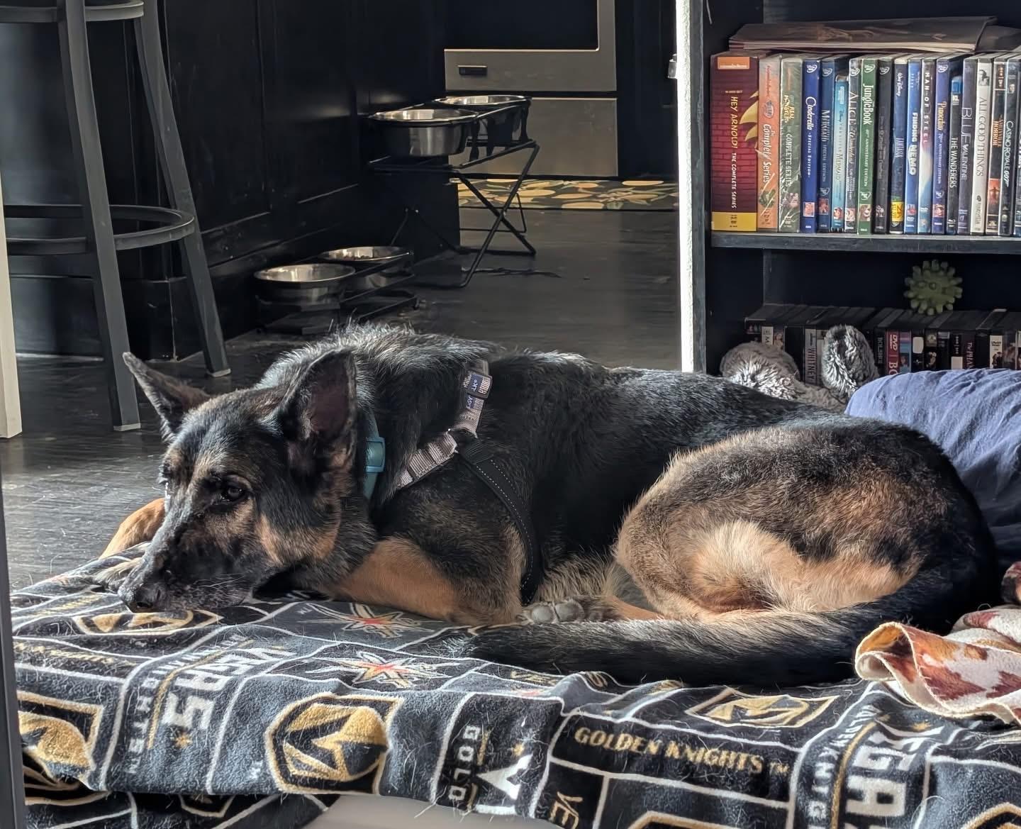 Enlarge Ella, a ADOPTABLE German Shepherd Dog in Las Vegas, NV image 1/3