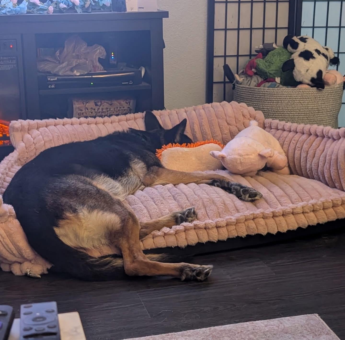 Enlarge Ella, a ADOPTABLE German Shepherd Dog in Las Vegas, NV image 2/3