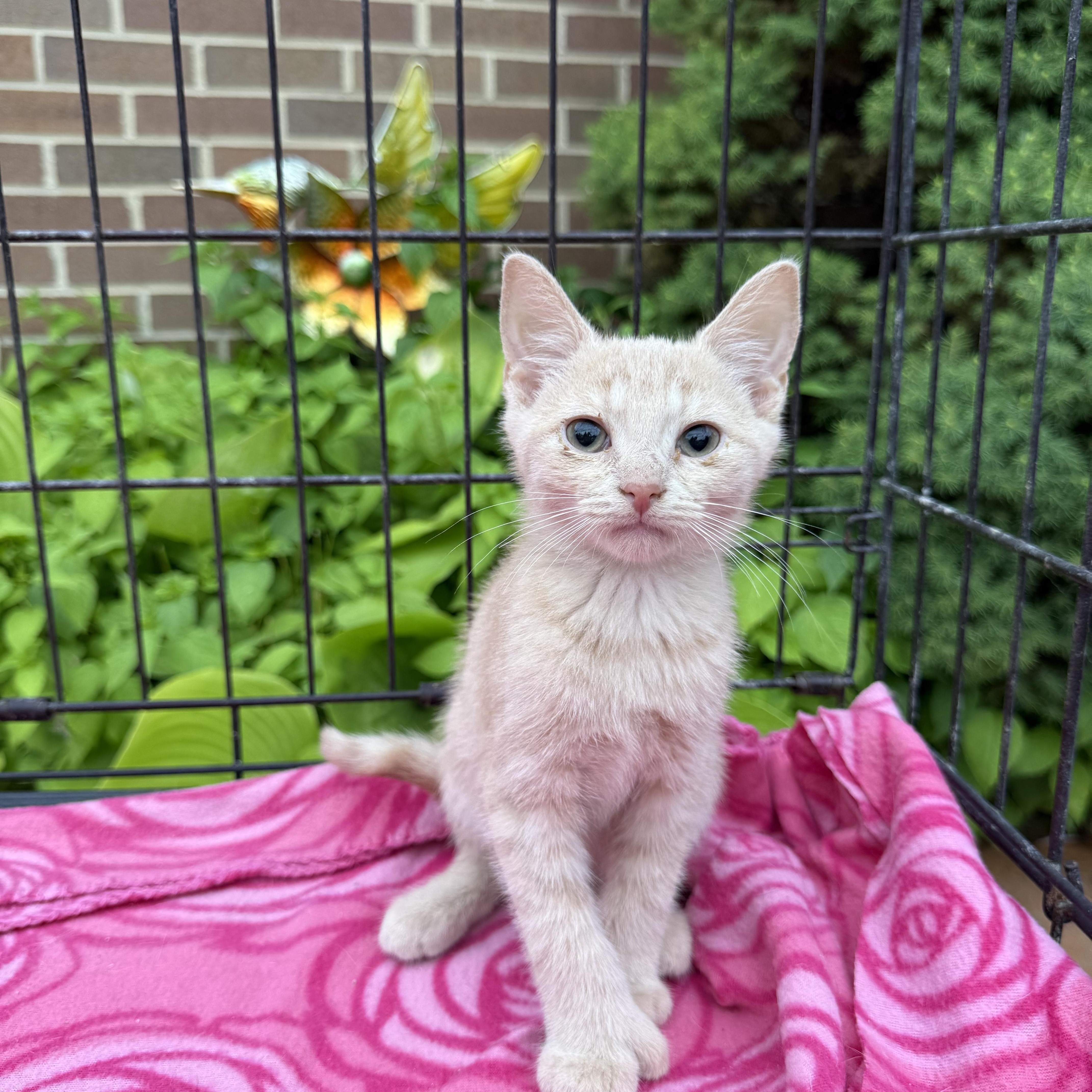Archie, Adopted, Kitten Male Domestic Short Hair.