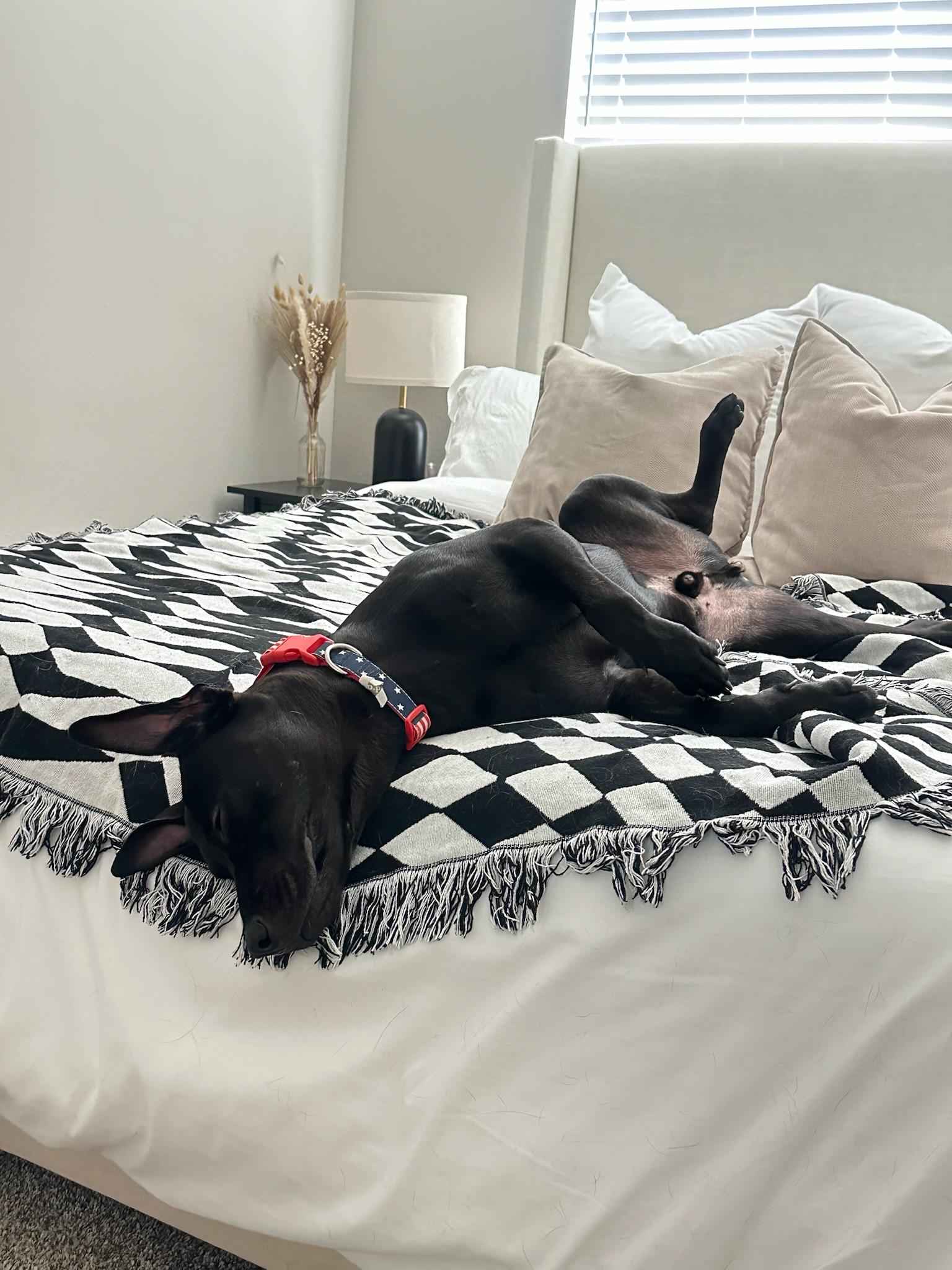 Enlarge Ekko Knight, an adopted mixed breed in Houston, TX image 3/6