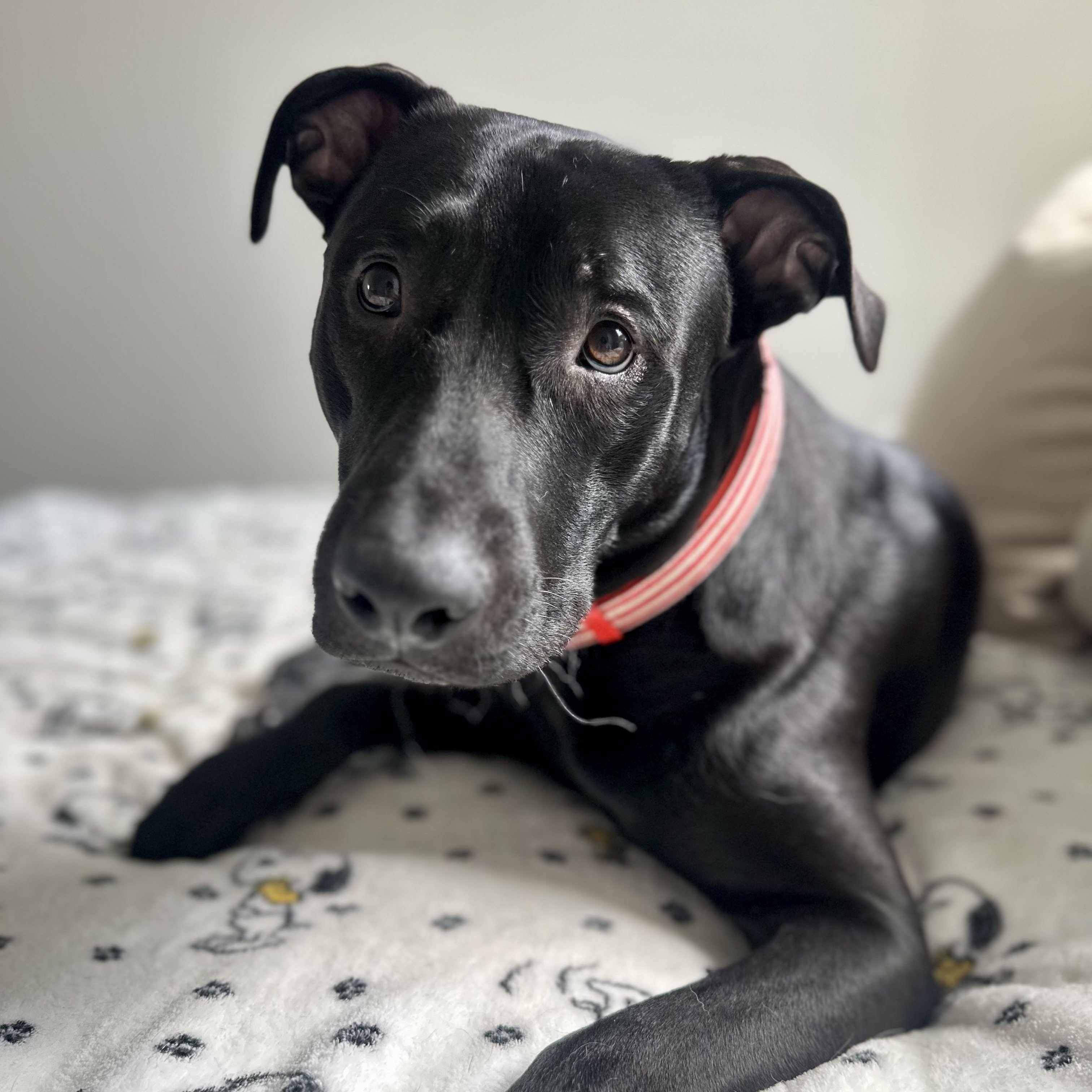 Enlarge Ekko Knight, an adopted mixed breed in Houston, TX image 1/6