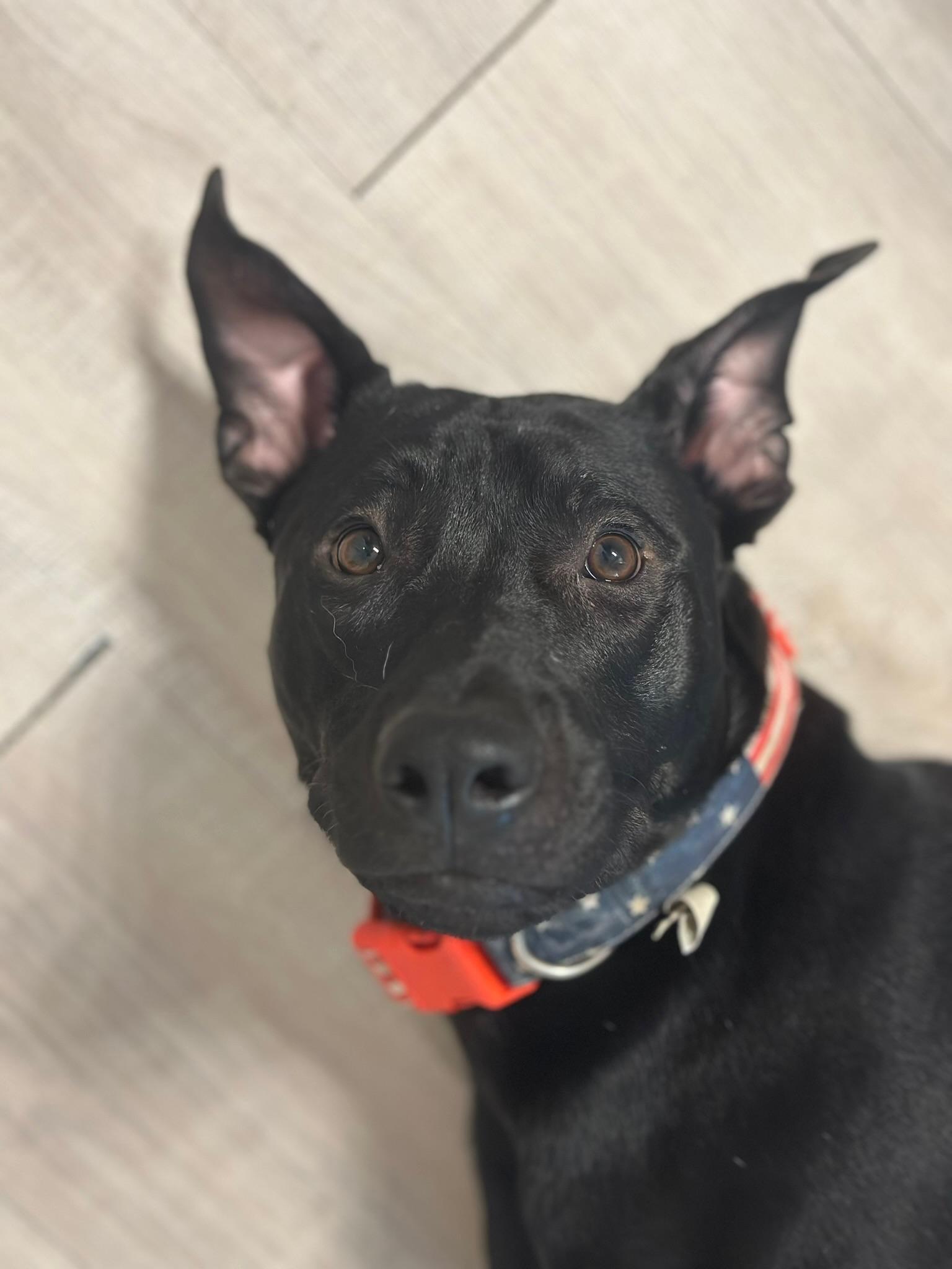 Enlarge Ekko Knight, an adopted mixed breed in Houston, TX image 2/6