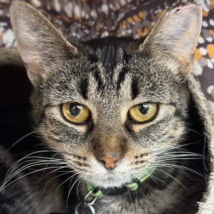Bandit, ADOPTABLE, Adult Female Domestic Short Hair.