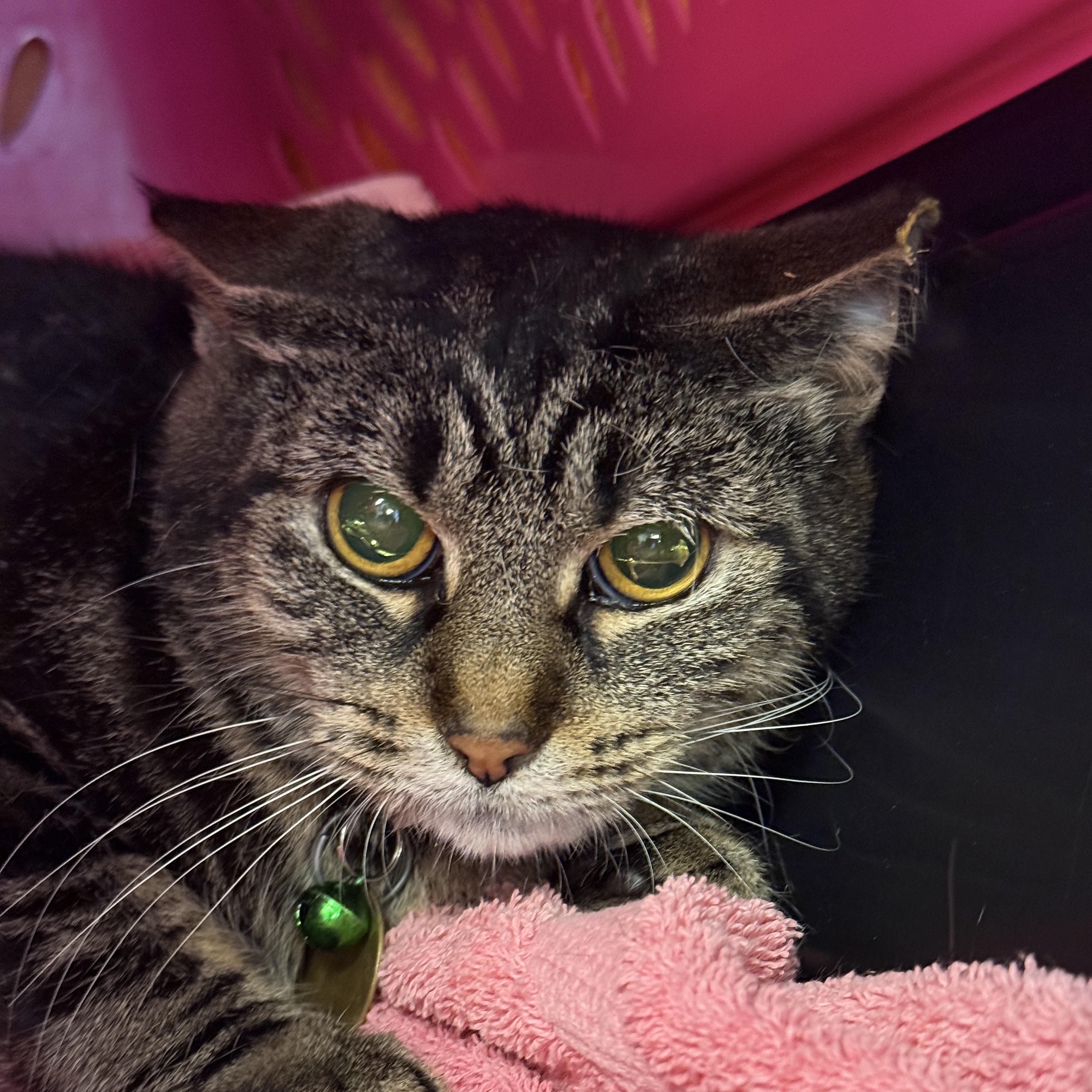 Bandit, ADOPTABLE, Adult Female Domestic Short Hair.