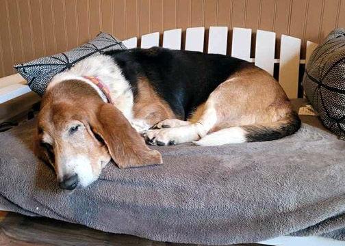Enlarge DERBY - HONORARY ADOPTION, a Adopted Basset Hound in Mays Landing, NJ image 1/3