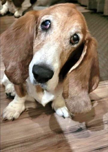 Enlarge DERBY - HONORARY ADOPTION, a Adopted Basset Hound in Mays Landing, NJ image 2/3