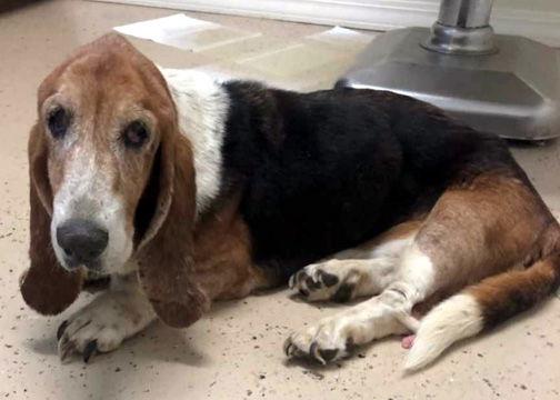 Enlarge DERBY - HONORARY ADOPTION, a Adopted Basset Hound in Mays Landing, NJ image 3/3