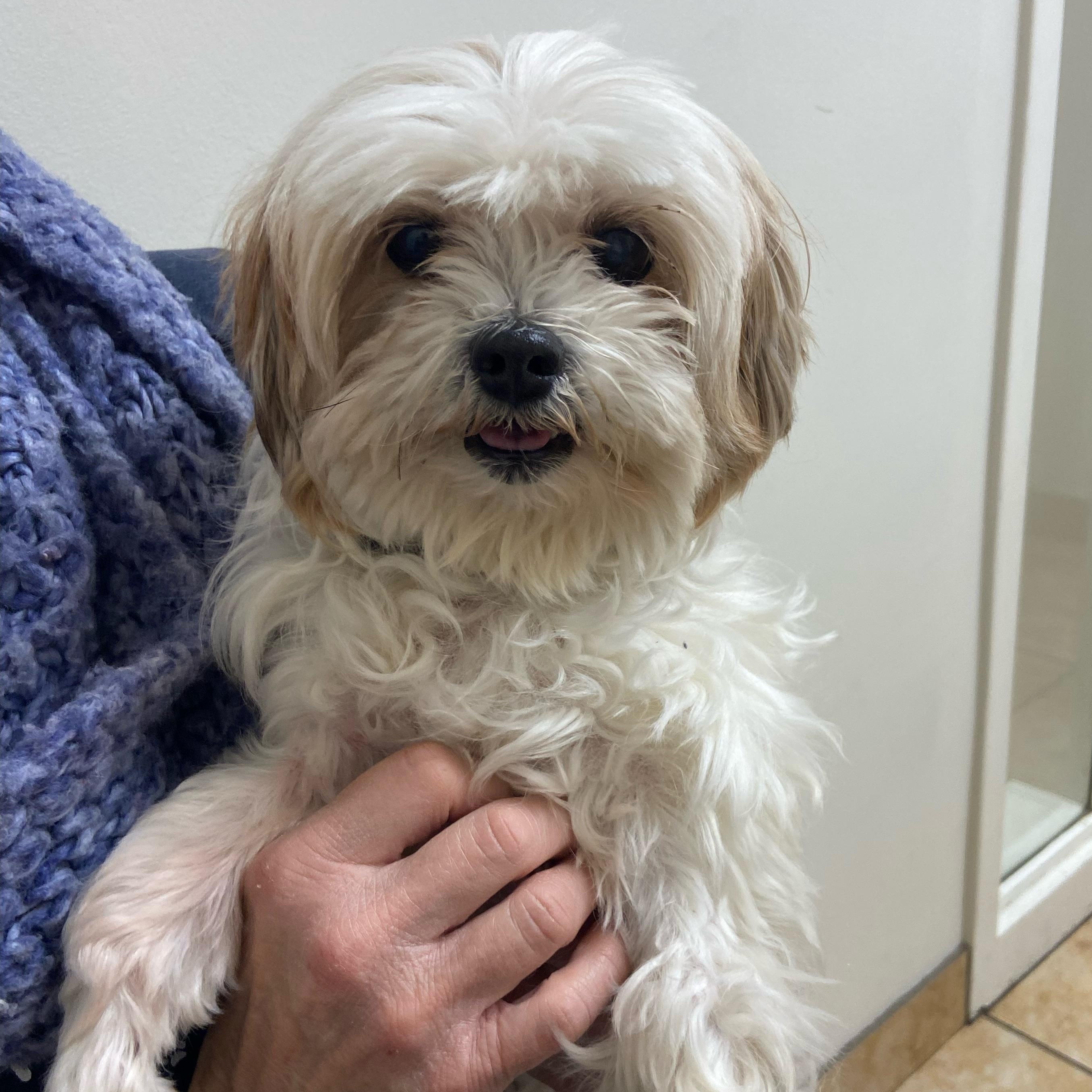 Enlarge Faye, a Adoptable mixed breed in Toledo, OH image 1/1