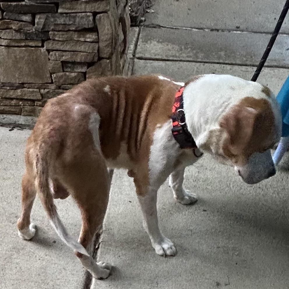 Odie 2628, Adoptable, Senior Male Mixed Breed.
